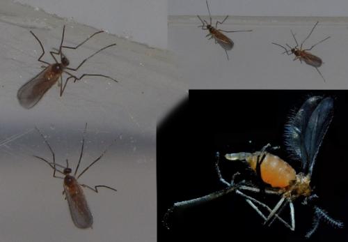 Réf. 206 654 : Cystiphora sonchi